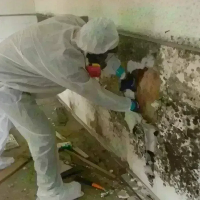 Mold Remediation and Removal in Corrigan, TX